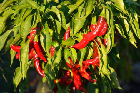 Why do hot peppers make your mouth hot?